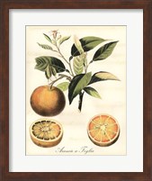 Tuscan Fruits III Fine Art Print
