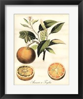 Tuscan Fruits III Fine Art Print