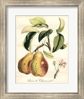 Tuscan Fruits IV Fine Art Print