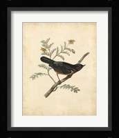 Delicate Birds III Fine Art Print