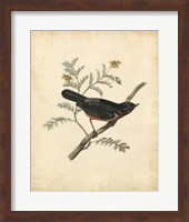 Delicate Birds III Fine Art Print