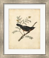 Delicate Birds III Fine Art Print
