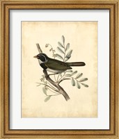 Delicate Birds VI Fine Art Print