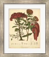 Botanicals II Fine Art Print