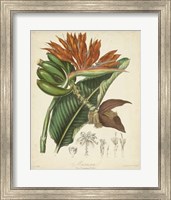 Botanicals III Fine Art Print