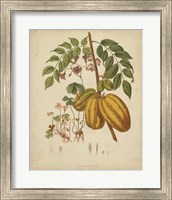 Botanicals V Fine Art Print