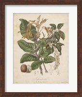 Botanicals VI Fine Art Print