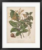 Botanicals VI Fine Art Print