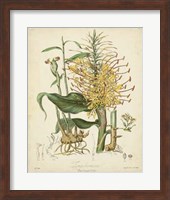 Botanicals VII Fine Art Print