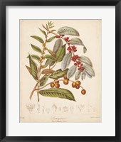 Botanicals VIII Fine Art Print