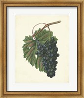 Plantation Grapes I Fine Art Print
