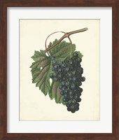 Plantation Grapes I Fine Art Print