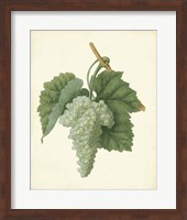 Plantation Grapes II Fine Art Print