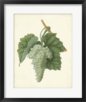 Plantation Grapes II Fine Art Print