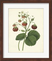 Plantation Strawberries I Fine Art Print