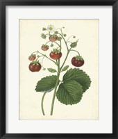 Plantation Strawberries I Fine Art Print
