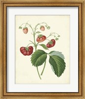 Plantation Strawberries II Fine Art Print