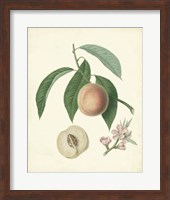 Plantation Peaches I Fine Art Print