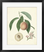 Plantation Peaches I Fine Art Print