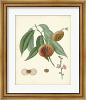 Plantation Peaches II Fine Art Print