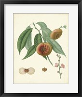 Plantation Peaches II Fine Art Print