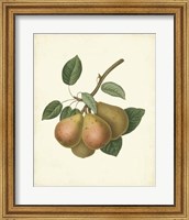 Plantation Pears I Fine Art Print