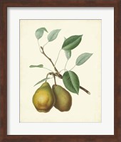 Plantation Pears II Fine Art Print