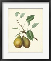 Plantation Pears II Fine Art Print