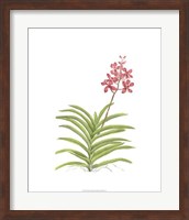 Orchid Study I Fine Art Print
