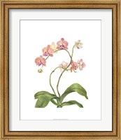 Orchid Study IV Fine Art Print