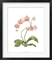 Orchid Study IV Fine Art Print