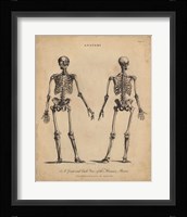 Anatomy Study I Fine Art Print