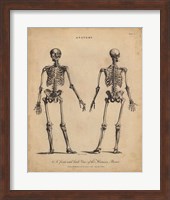 Anatomy Study I Fine Art Print
