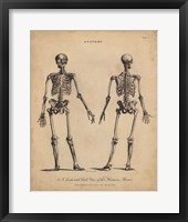 Anatomy Study I Fine Art Print