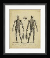 Anatomy Study II Fine Art Print
