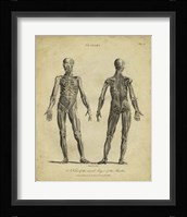 Anatomy Study III Fine Art Print