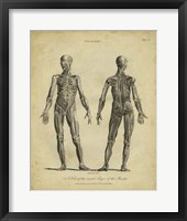 Anatomy Study III Fine Art Print
