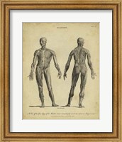 Anatomy Study IV Fine Art Print