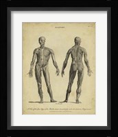Anatomy Study IV Fine Art Print