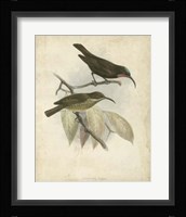 Antique Gould Hummingbird I Fine Art Print