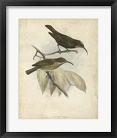 Antique Gould Hummingbird I Fine Art Print