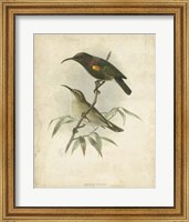 Antique Gould Hummingbird II Fine Art Print