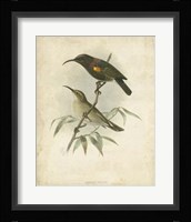 Antique Gould Hummingbird II Fine Art Print