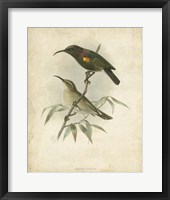 Antique Gould Hummingbird II Fine Art Print