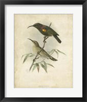 Antique Gould Hummingbird II Fine Art Print