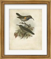 Antique Gould Hummingbird III Fine Art Print