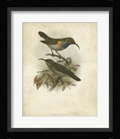 Antique Gould Hummingbird III Fine Art Print