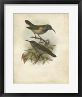 Antique Gould Hummingbird III Fine Art Print