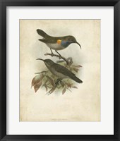 Antique Gould Hummingbird III Fine Art Print