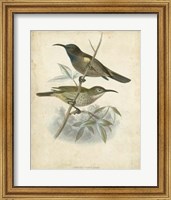 Antique Gould Hummingbird IV Fine Art Print